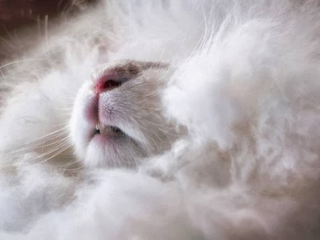 Illustration for article titled Precise measurements reveal that this is the world's fluffiest bunny